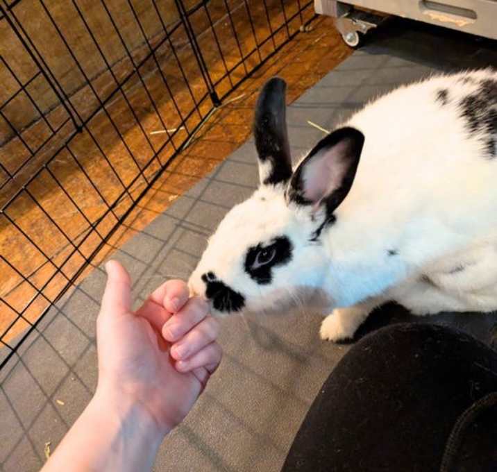 Photo of Rascal Jr.