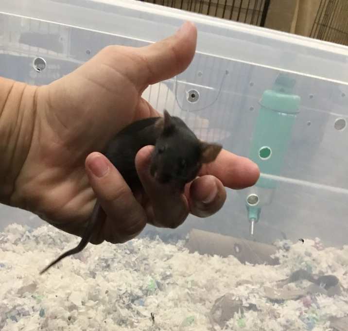 Photo of Write Off Baby Girl Eight ( Bonded to Mohan & Write Off)