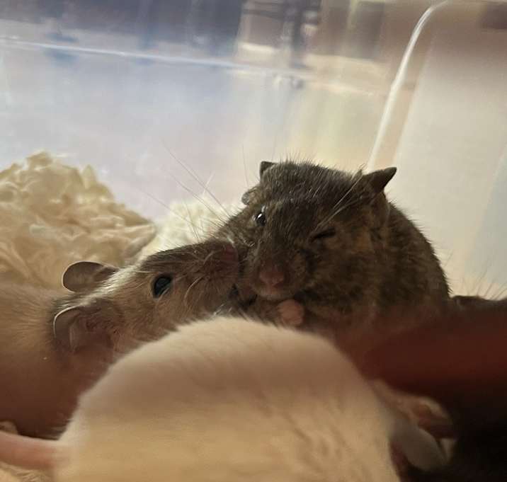 Photo of Mohan ( living with Write Off & Write Off Baby Girl eight)