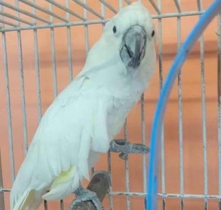 Photo of Big Boy