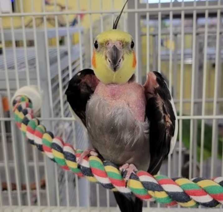 Photo of Snickers