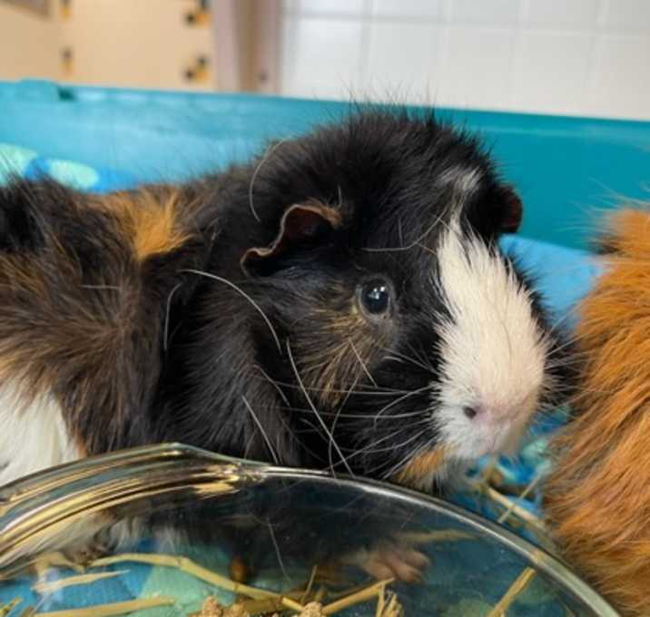 Photo of Reggie