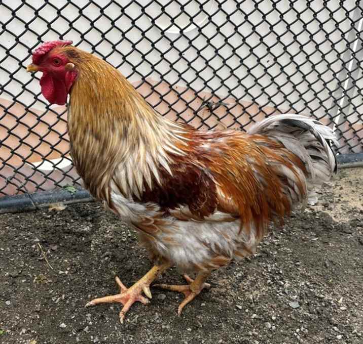 Photo of Cluckles