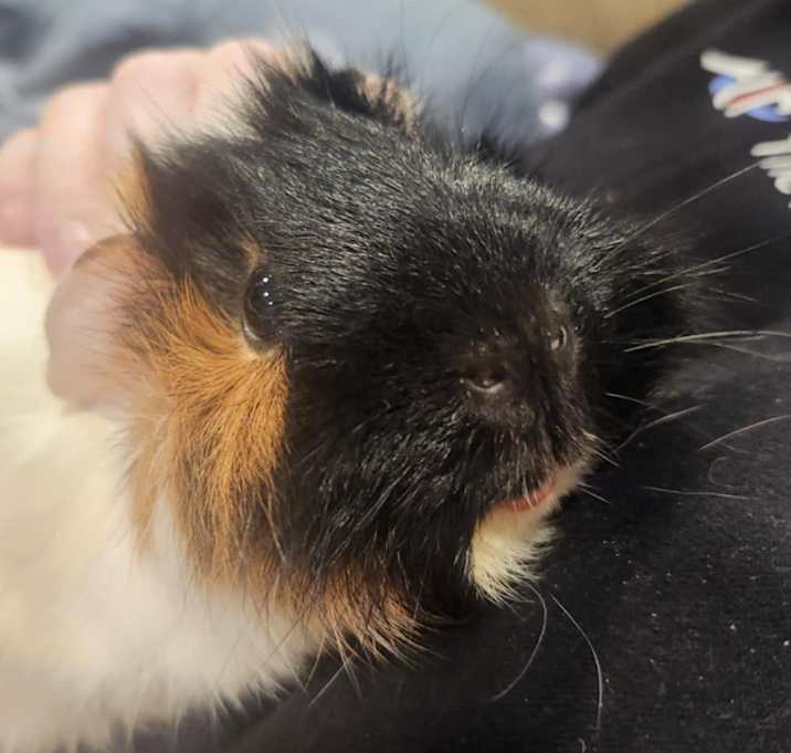 Photo of Taffy *Courtesy Post