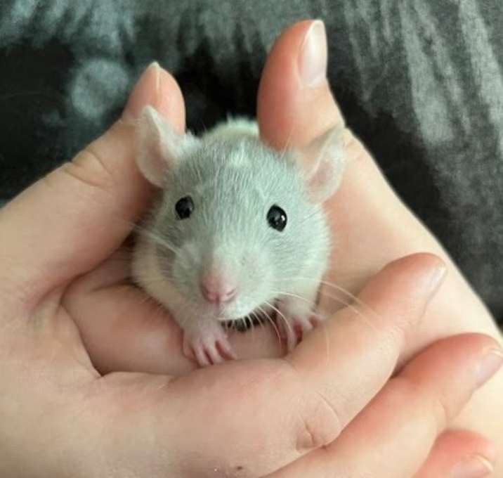 Photo of Pancake