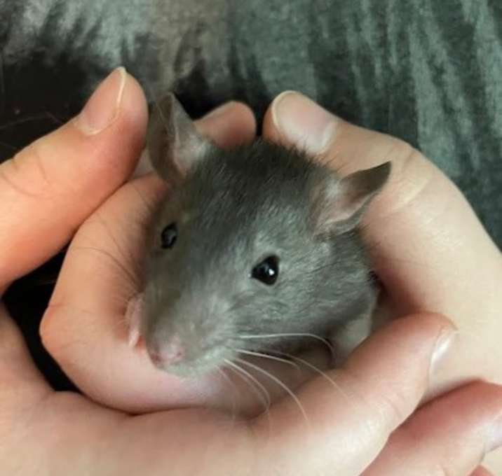 Photo of Toffee