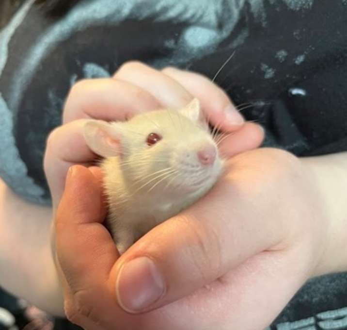 Photo of Noodle