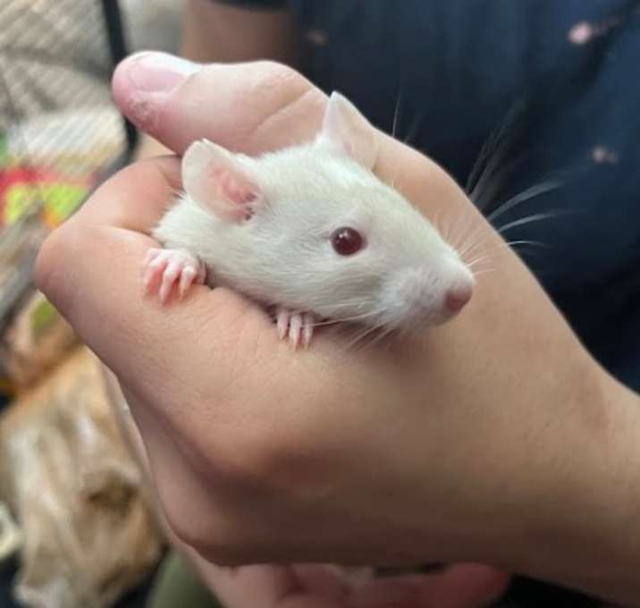 Photo of Cream Puff
