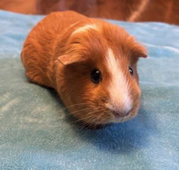 Photo of Buttercup