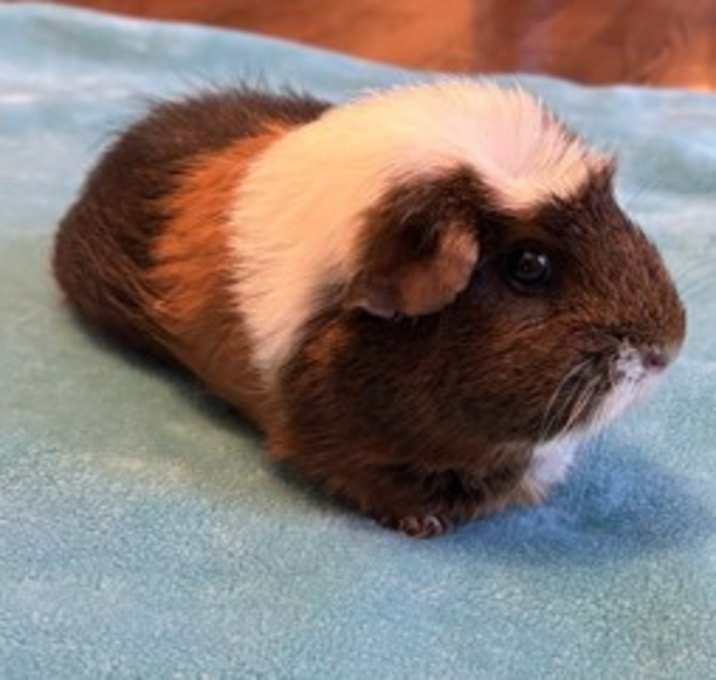 Photo of Coco