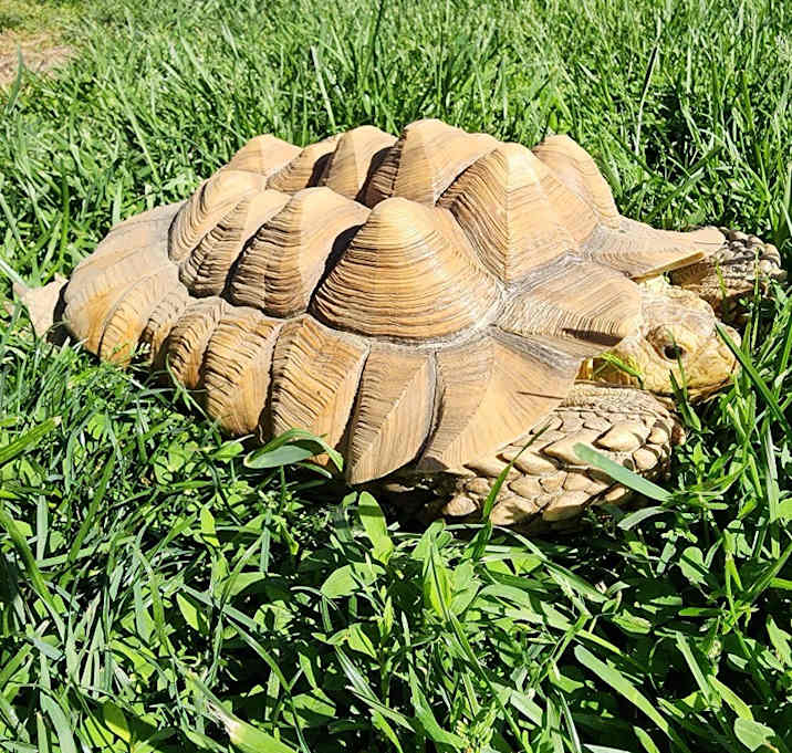 Photo of Sulcata 02 23 2025