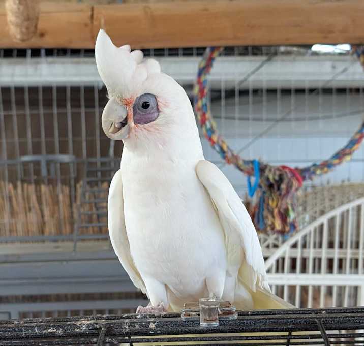 Photo of Honey the Bare-Eyed Cockatoo