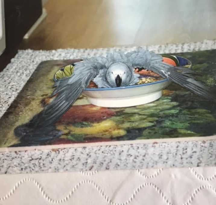 Photo of Lola The AfricanGrey 5Avail 0/