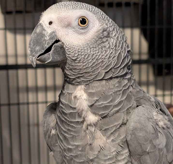 Photo of Robbie The African Grey &Tango