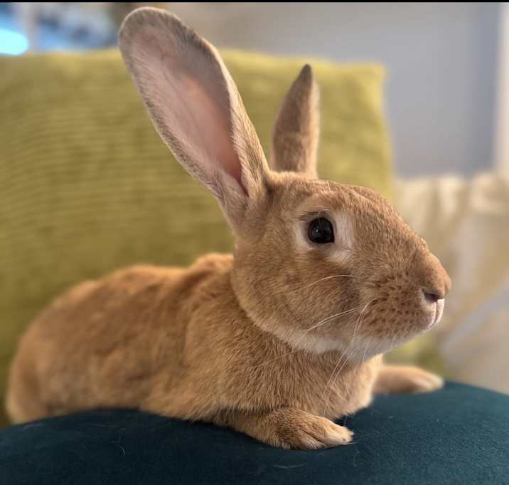 Photo of Duke