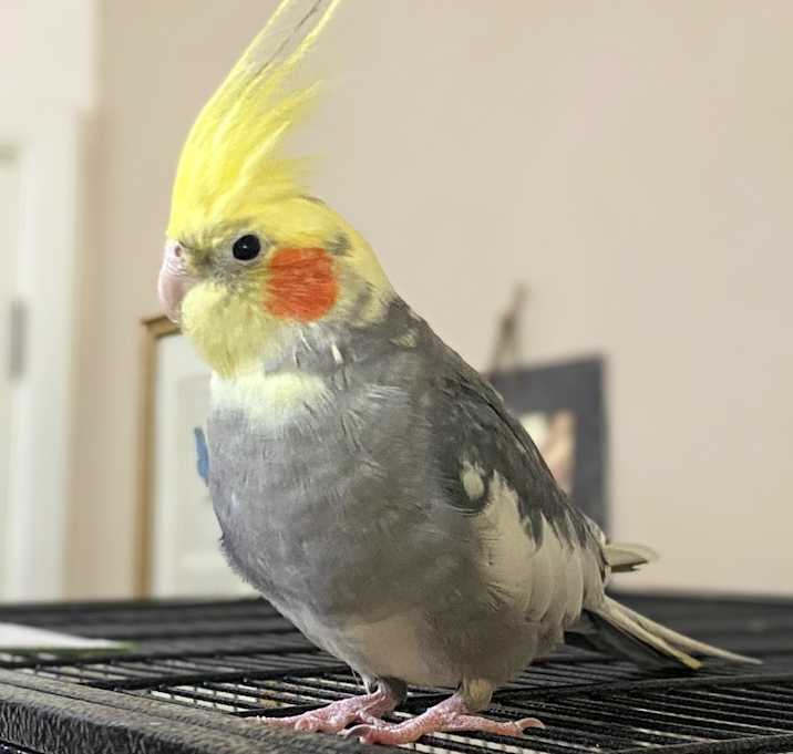 Photo of Angus