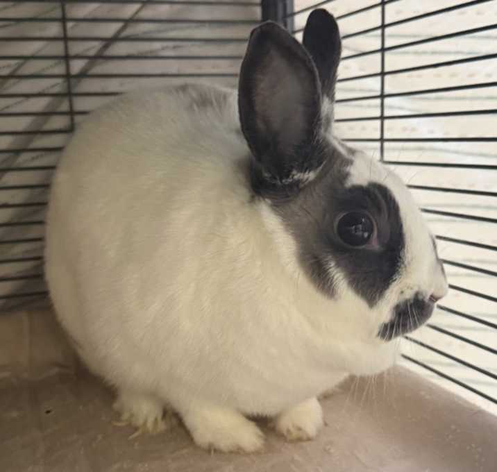 Photo of Bandit