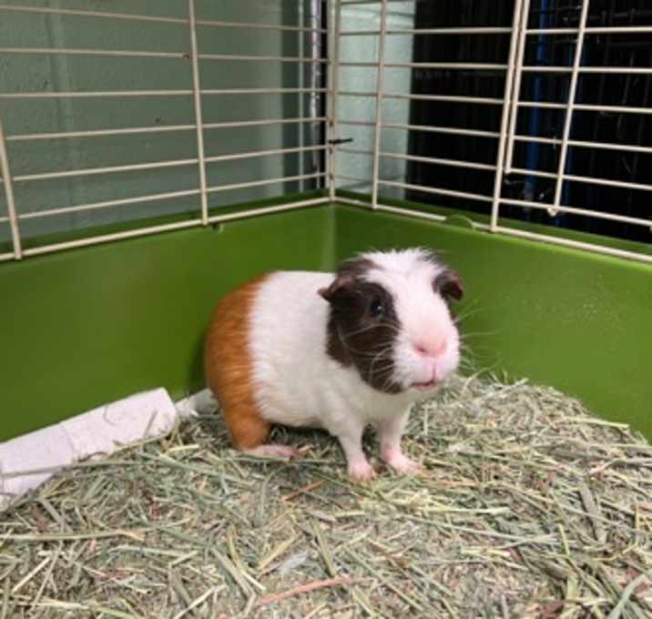 Photo of Coco Loco