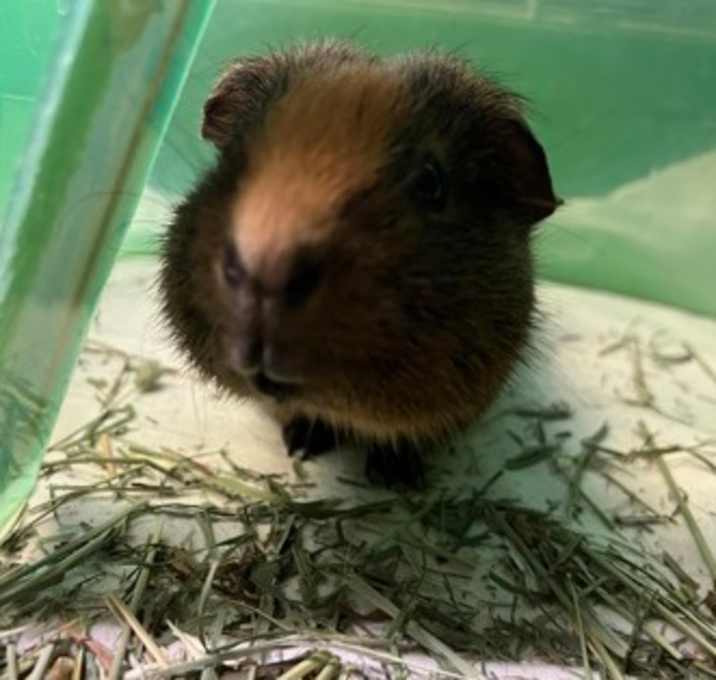 Photo of Hershey