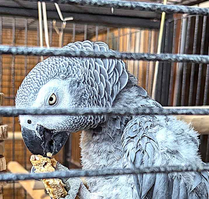 Photo of George- African Grey 05/27