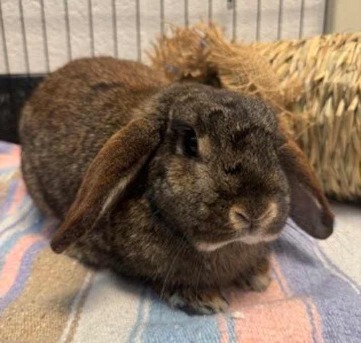 Photo of Hazel