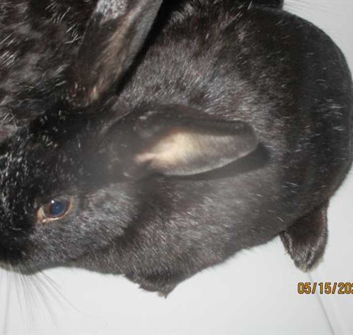 Photo of A455083