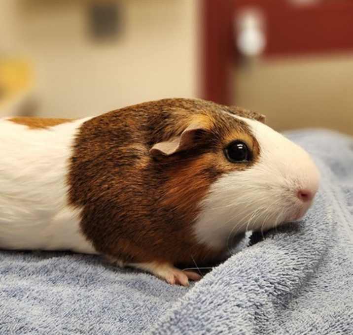 Photo of KALI