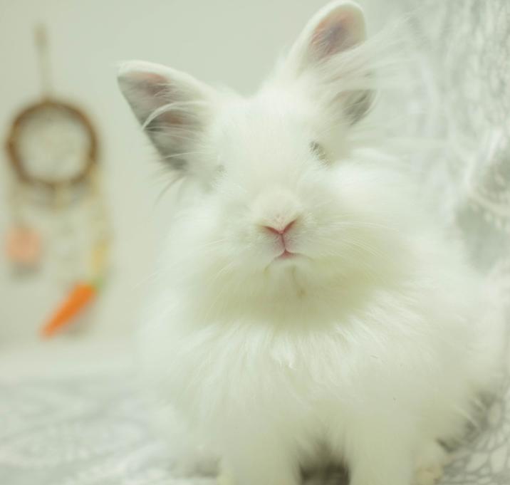 Photo of Fenris