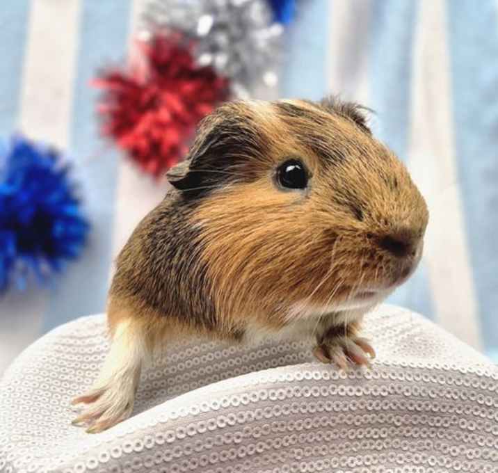 Photo of Benji