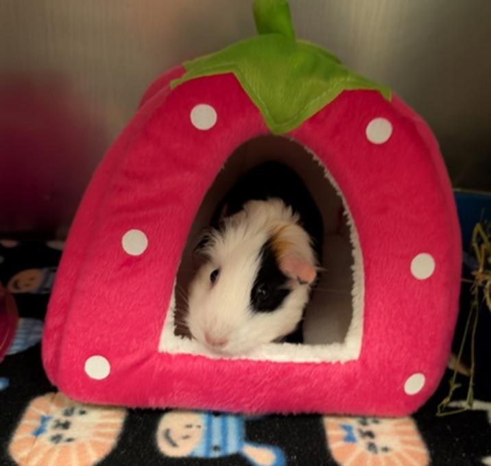 Photo of Charm