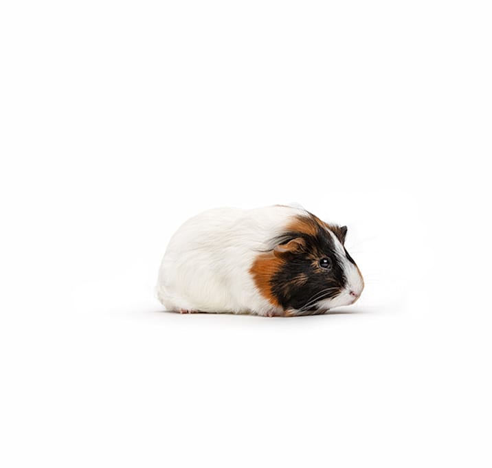 Photo of Susie 