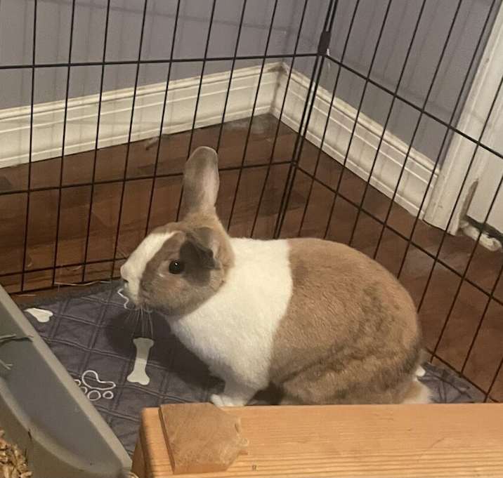 Photo of Hailey (Bonded to Pirate)