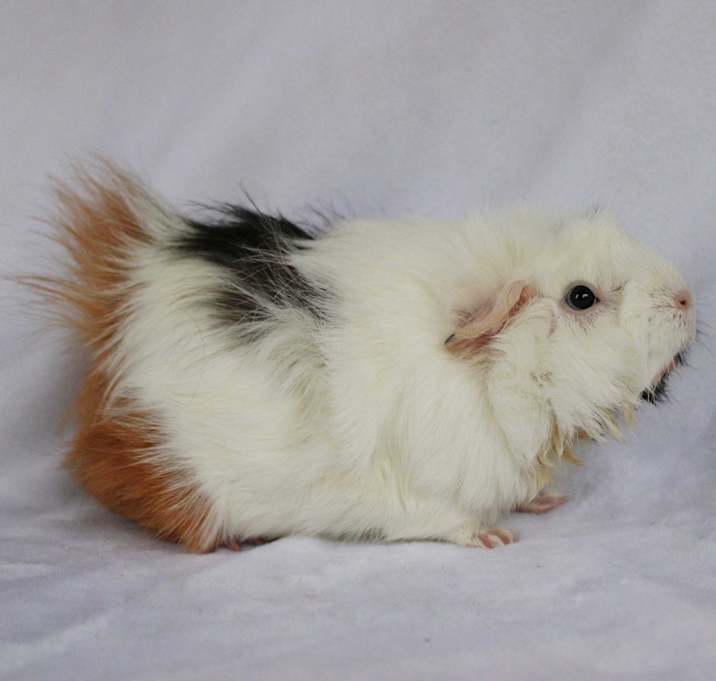 Photo of Gidget