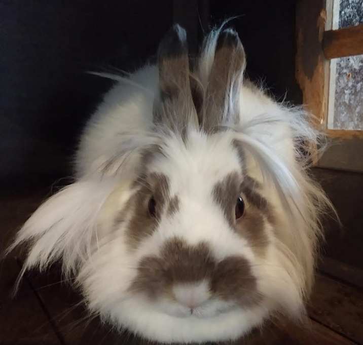 Photo of Willow