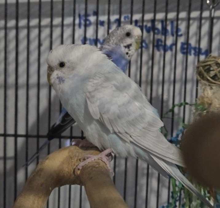Photo of Tofu