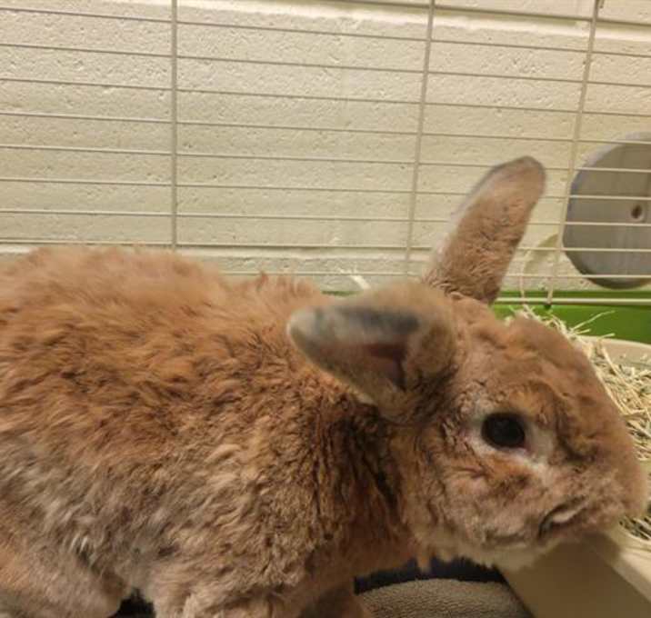 Photo of FUDGE