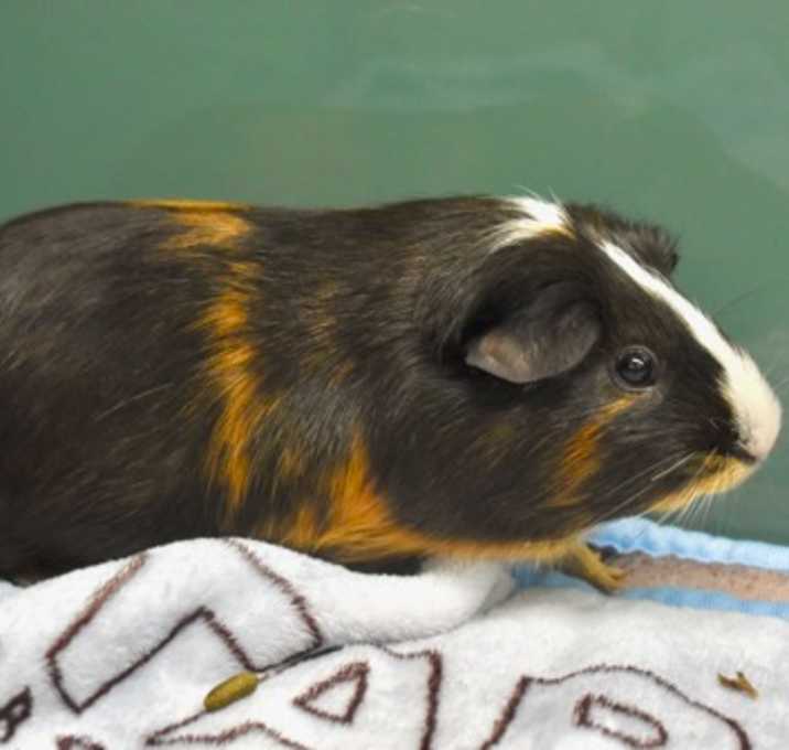 Photo of Brownie