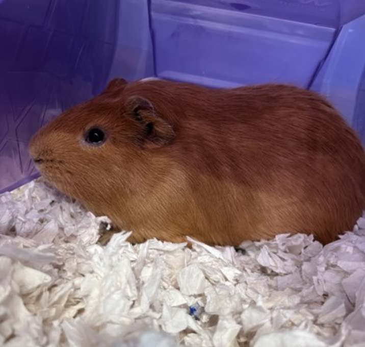Photo of Pumpkin