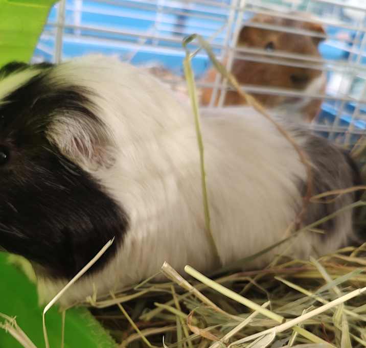 Photo of Vladimir
