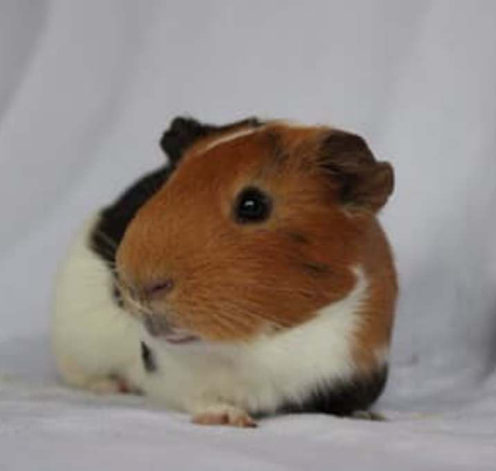 Photo of Abe