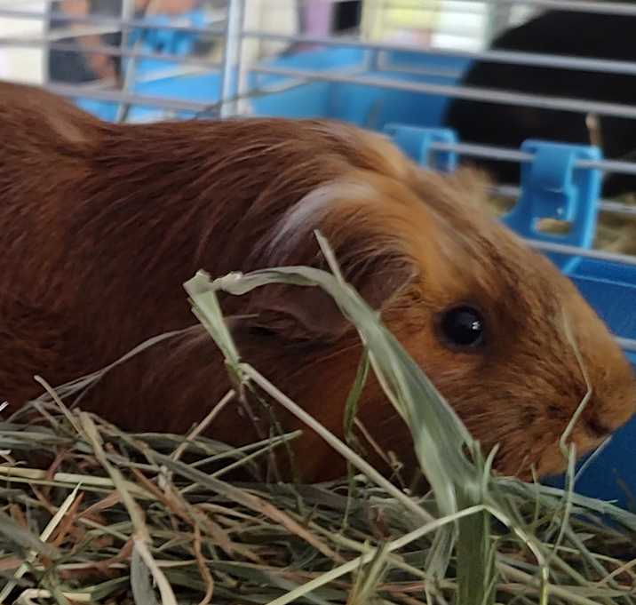 Photo of LadyLily