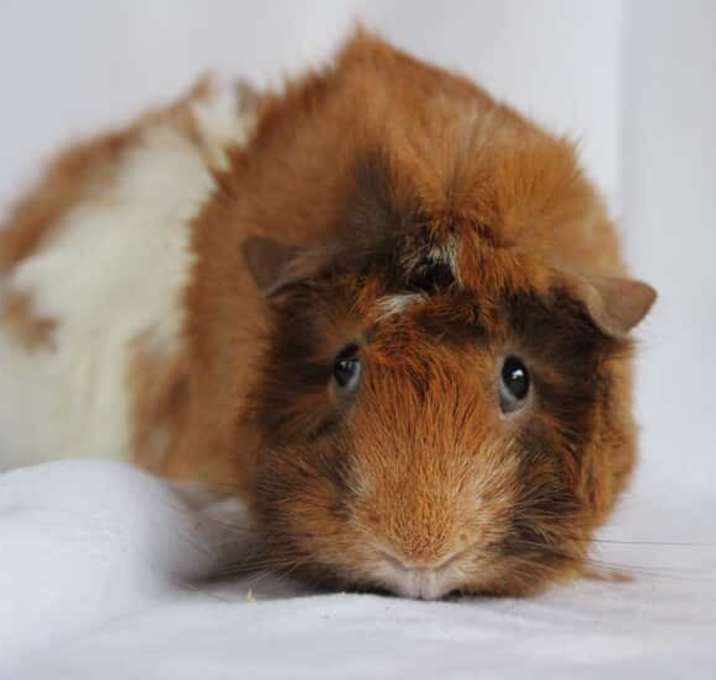 Photo of Inez