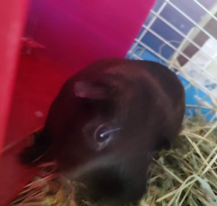 Photo of HersheyBean