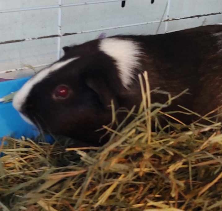 Photo of Harrah