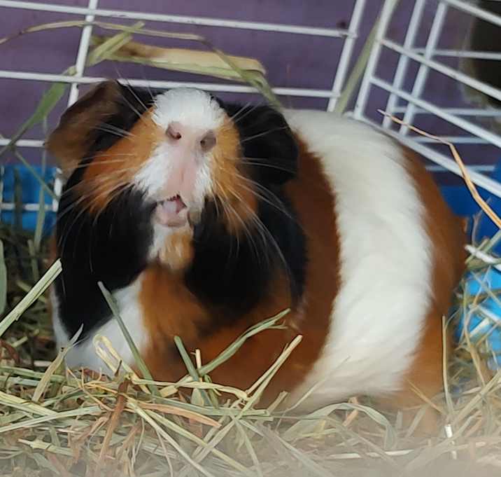Photo of Honeyboo