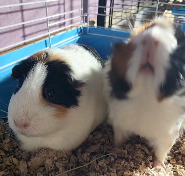Photo of Fluffywuzzy & Snugglywuggly