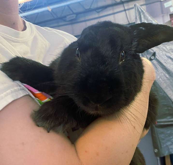 Photo of Remy