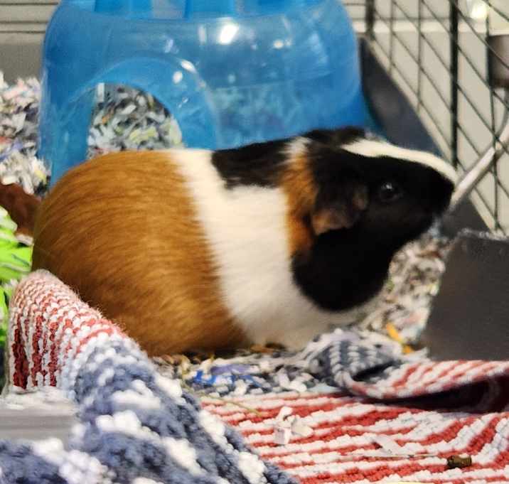 Photo of Isabella