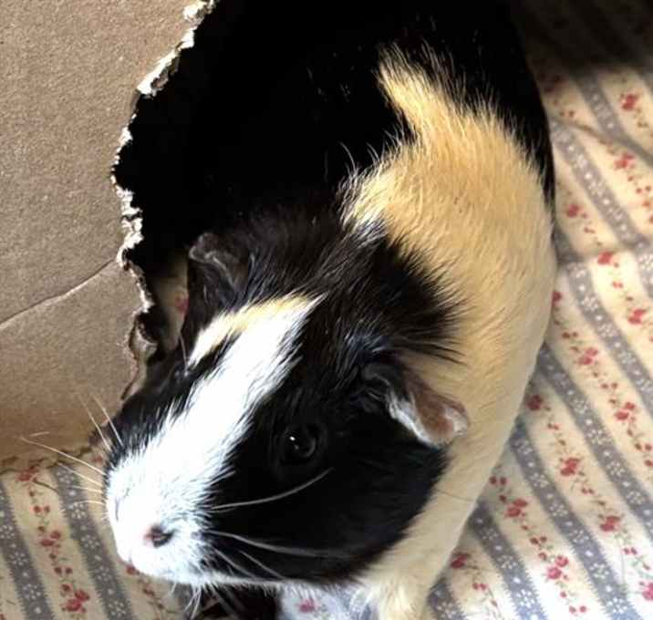Photo of PEDRITO