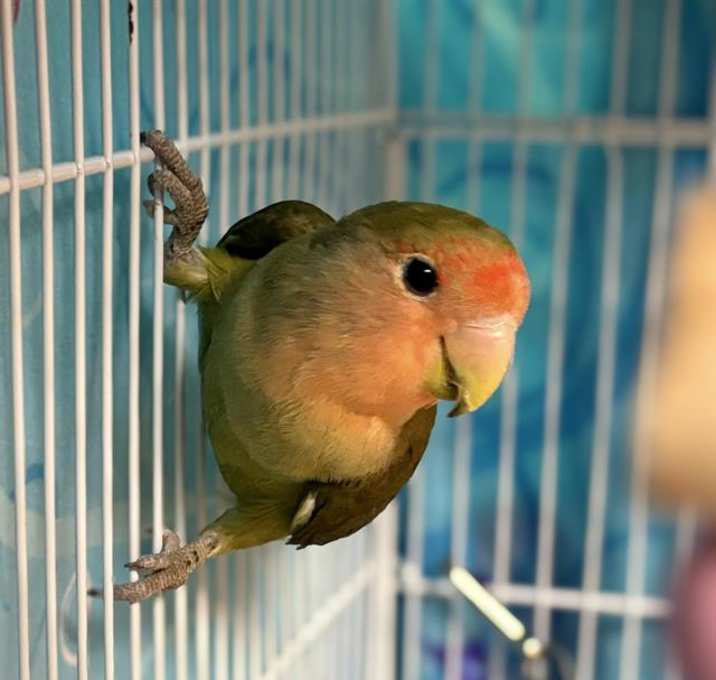 Photo of TWEETY